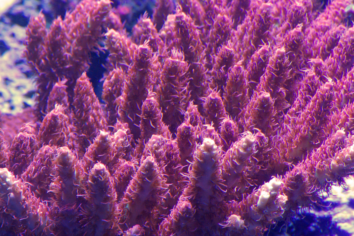 SPS – Tagged acropora– Coral2you