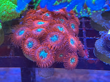 Load image into Gallery viewer, Magician Zoanthids
