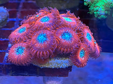 Load image into Gallery viewer, Magician Zoanthids
