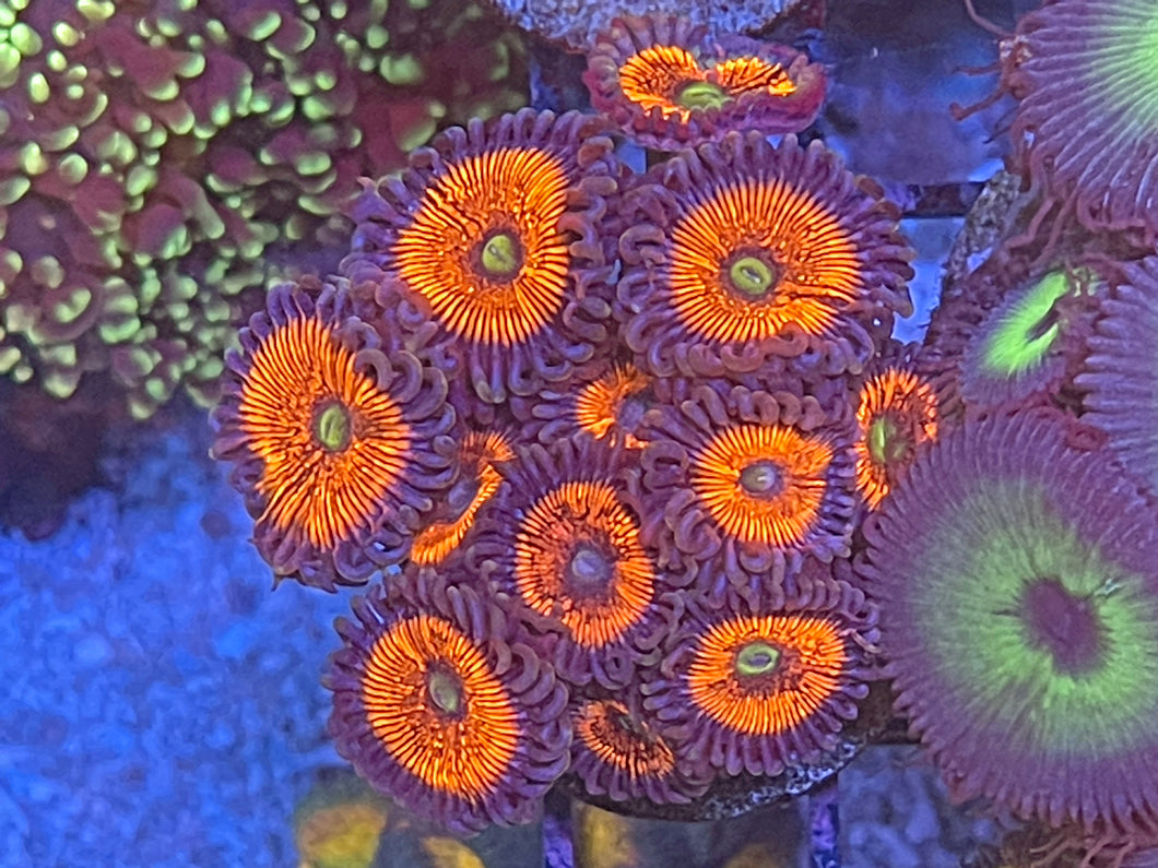 Everlasting Gobstoppers Zoanthids Palythoa