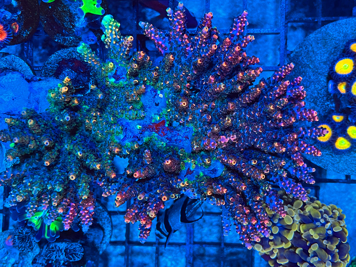 TSA Fruity Pebble Acropora Coral2you