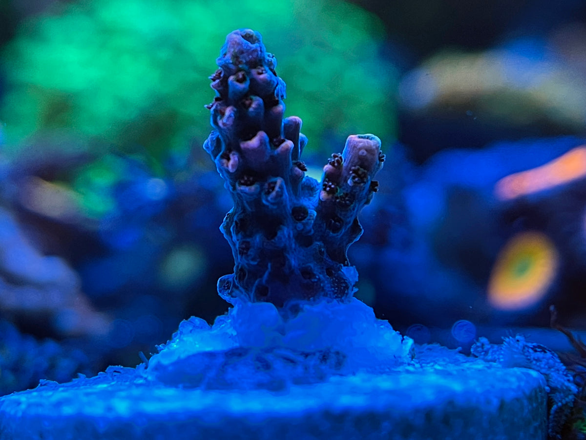 TSA Fruity Pebbles Acropora Coral2you