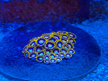Load image into Gallery viewer, Blue Hornet Zoanthids
