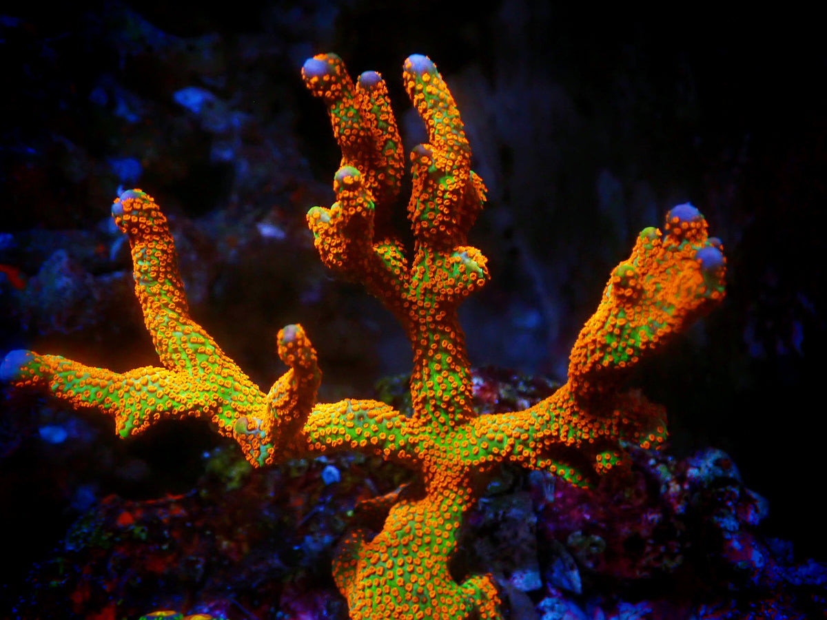 RR Bubblegum Montipora Digitata エダコモンサンゴ フラグ - 魚類、水生生物