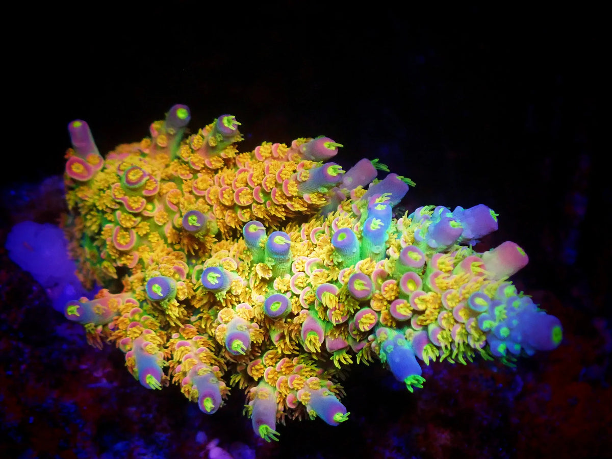 Acroporas – Coral2you