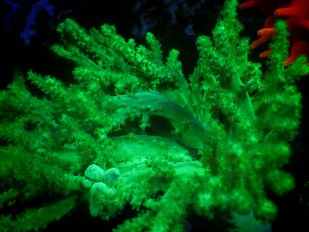 Neon Green Nephthea Coral