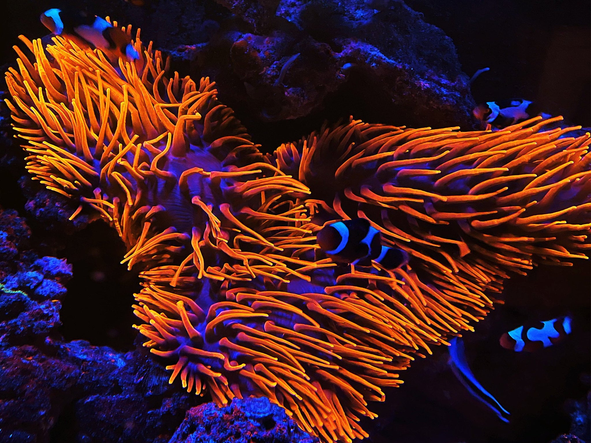 Black Widow Anemone – Coral2you