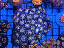 Load image into Gallery viewer, Nirvana Zoanthids Palythoa
