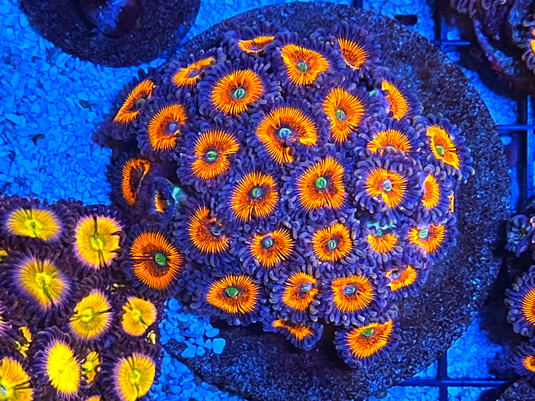 Lord Of The Ring Zoanthids Palythoa