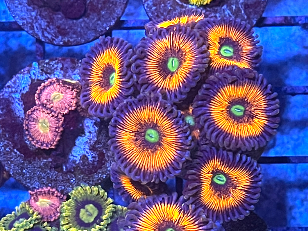 Everlasting Gobstoppers Zoanthids Palythoa