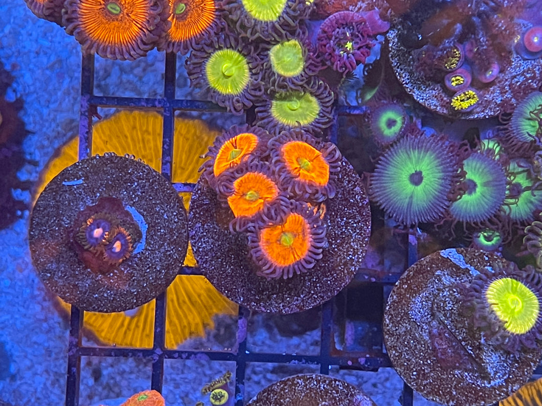 Lord of The Ring Zoanthids Palythoa