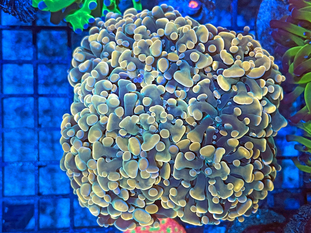 C2Y Hammer Coral