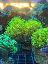 Load image into Gallery viewer, Neon Green Star Polyp GSP

