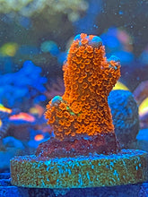 Load image into Gallery viewer, Bubblegum Montipora Digitata
