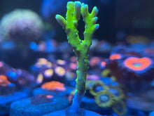 Load image into Gallery viewer, Anacropora
