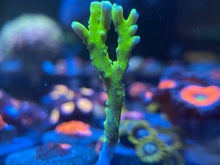 Load image into Gallery viewer, Anacropora
