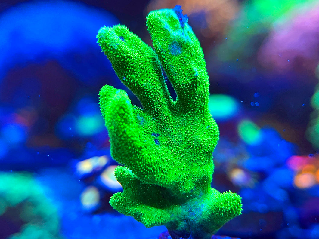 C2Y Toxic Green Psammocora coral