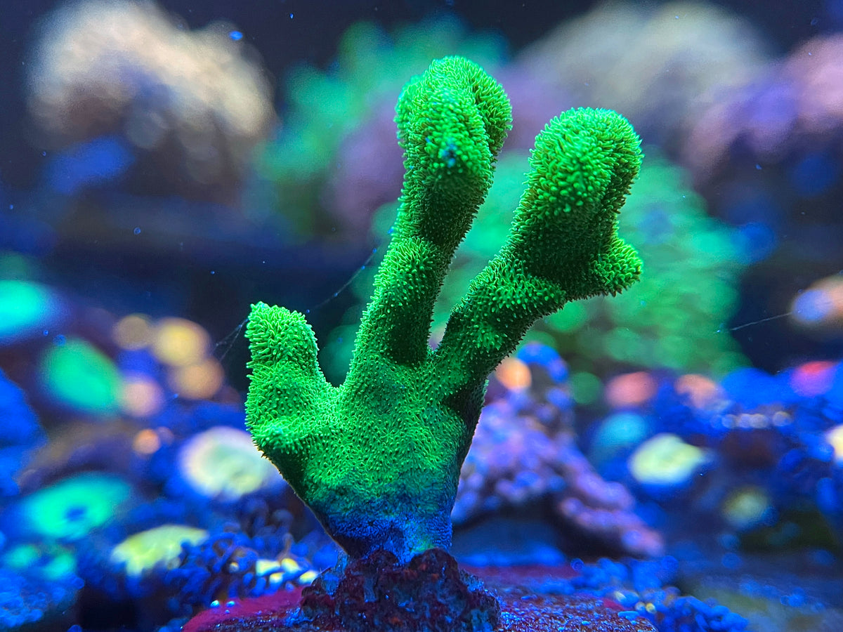 C2Y Toxic Green Psammocora coral – Coral2you