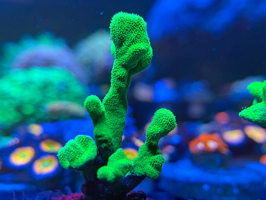 C2Y Toxic Green Psammocora coral