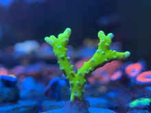 Load image into Gallery viewer, Anacropora
