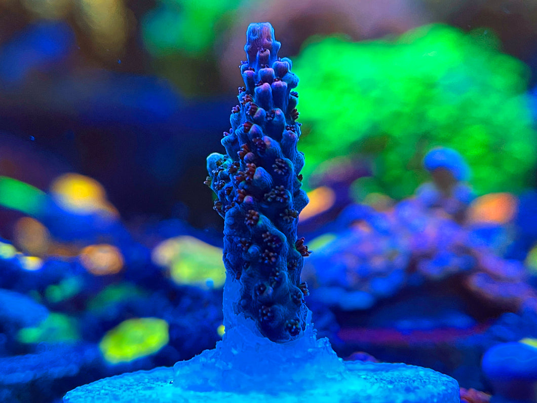 TSA Fruity Pebbles Acropora