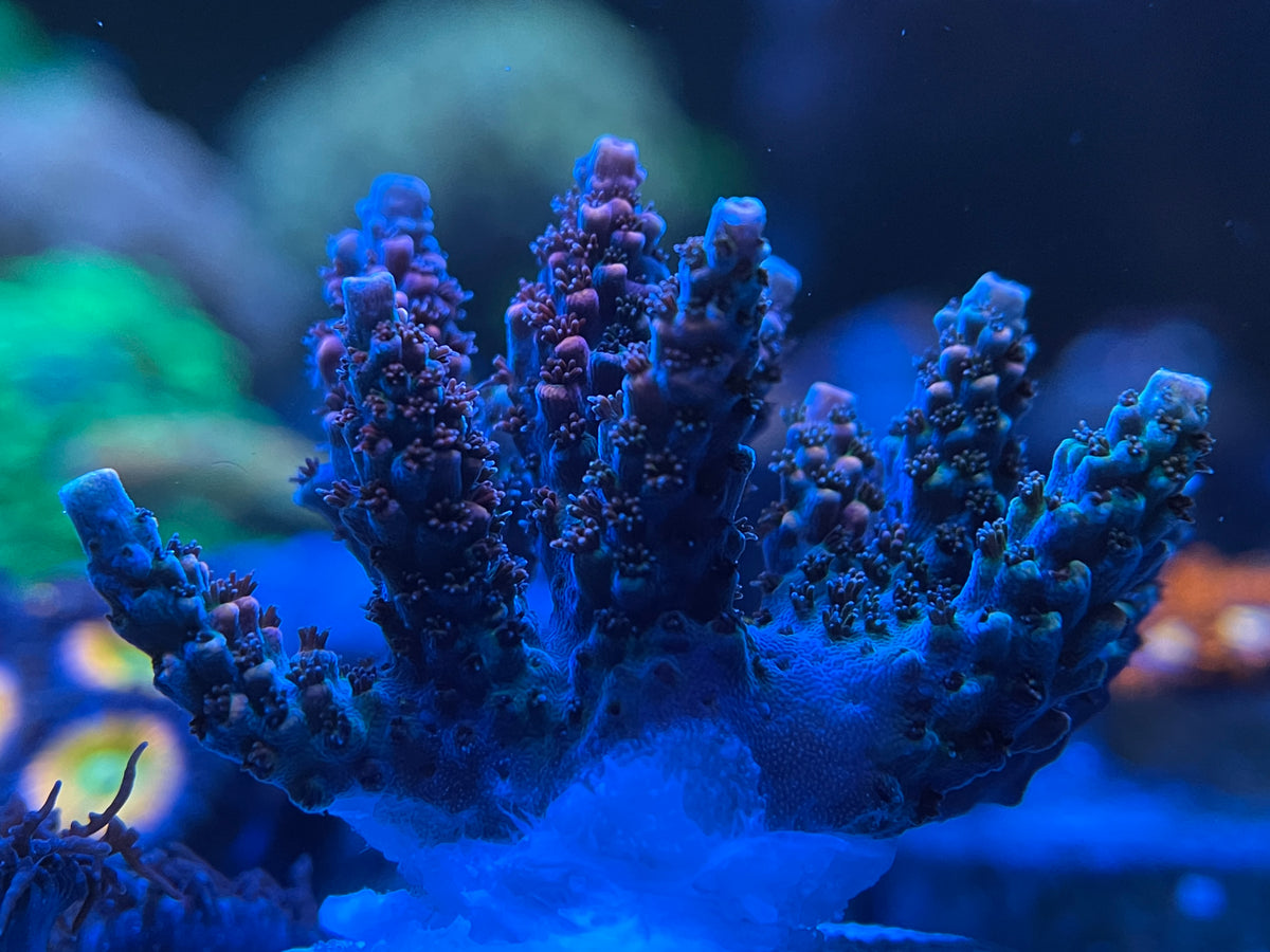 TSA Fruity Pebbles Acropora – Coral2you