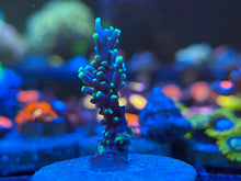 Load image into Gallery viewer, PacMan Acropora
