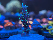 Load image into Gallery viewer, Pacman Acropora
