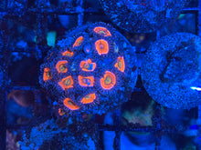 Load image into Gallery viewer, Rainbow Fusion Zoanthids Palythoa
