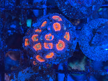 Load image into Gallery viewer, Rainbow Fusion Zoanthids Palythoa
