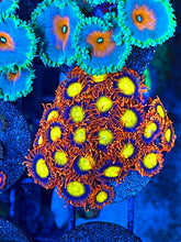 Load image into Gallery viewer, Orange Oxide Zoanthids
