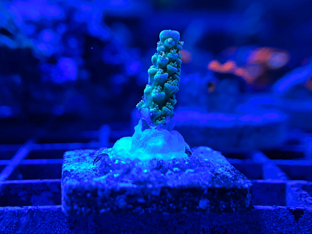 Walt Disney Acropora