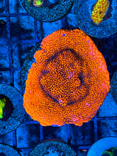 Load image into Gallery viewer, Mystic Sunset Montipora
