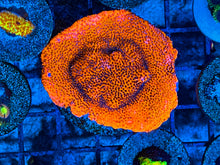 Load image into Gallery viewer, Mystic Sunset Montipora
