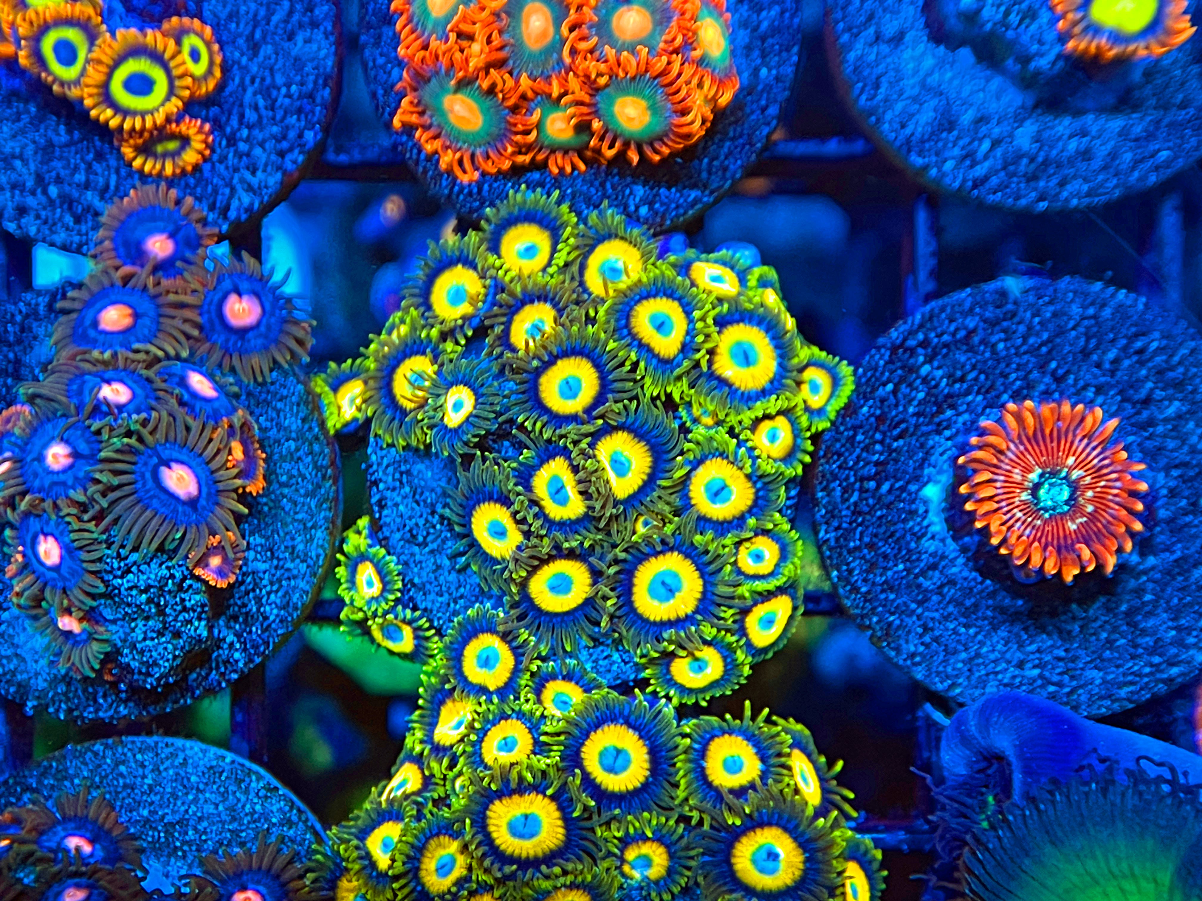 Scrambled Egg Zoanthids Palythoa – Coral2you
