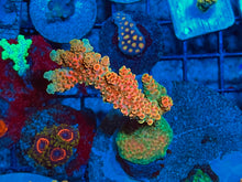 Load image into Gallery viewer, Bill Murray Acropora
