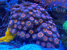 Load image into Gallery viewer, Everlasting Gobstoppers Zoanthids Palythoa
