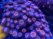 Load image into Gallery viewer, Everlasting Gobstoppers Zoanthids Palythoa
