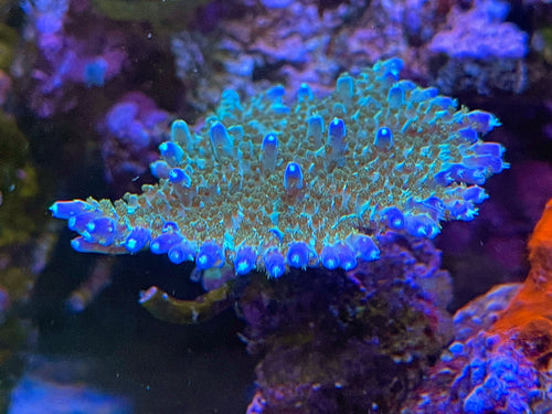 Acroporas – Coral2you
