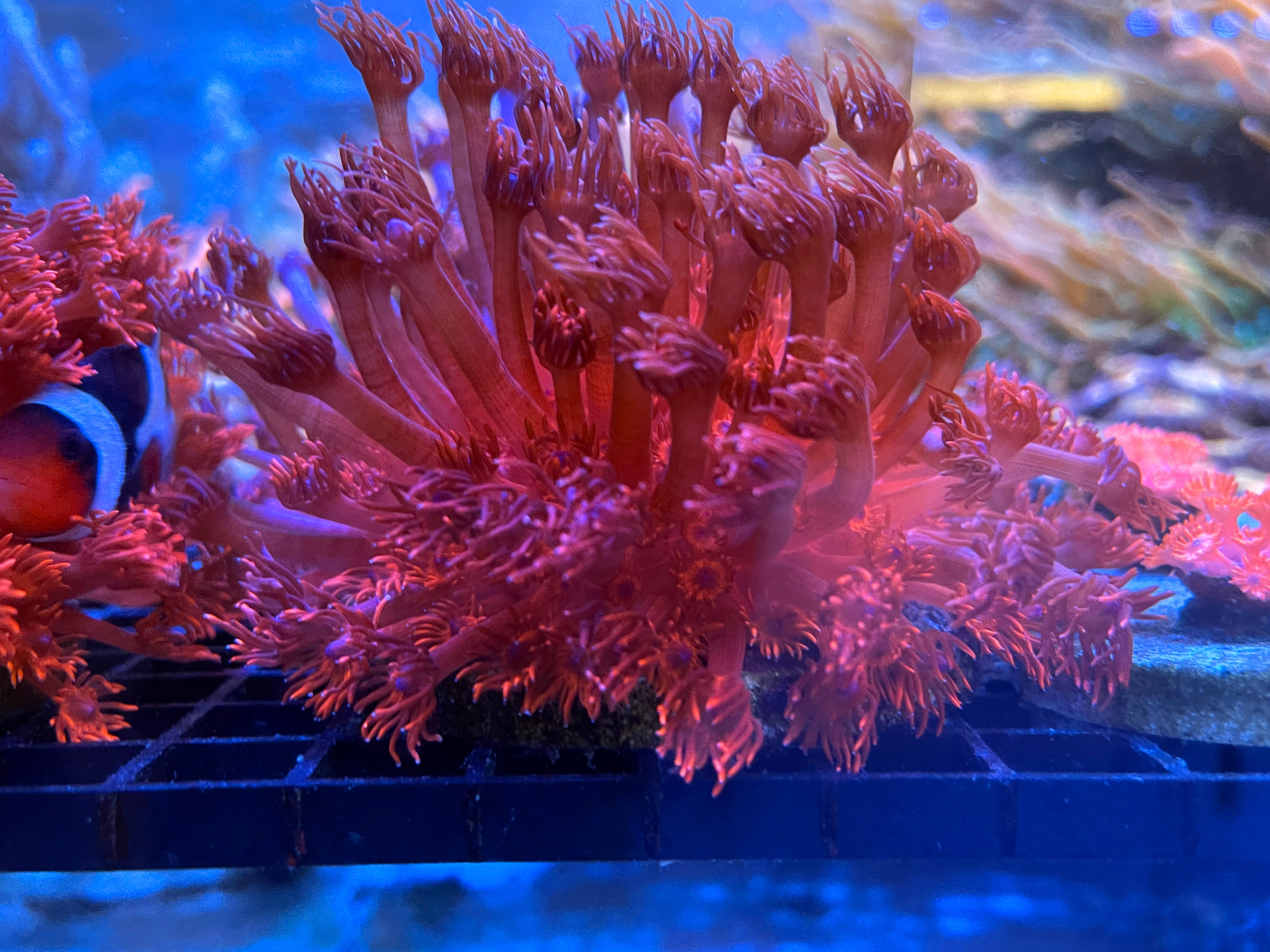 IMG_5452_4032x.jpg?v=1669094863