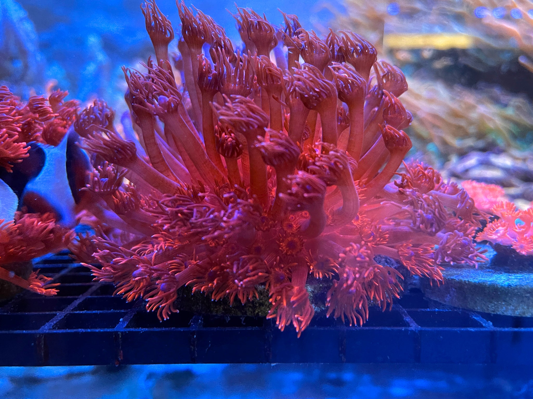 C2Y Black Widow Goniopora – Coral2you