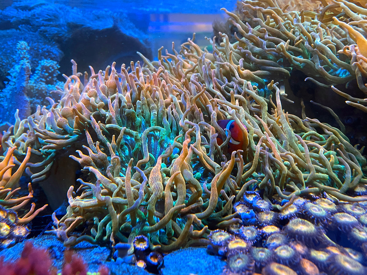 RBTA Anemone – Coral2you