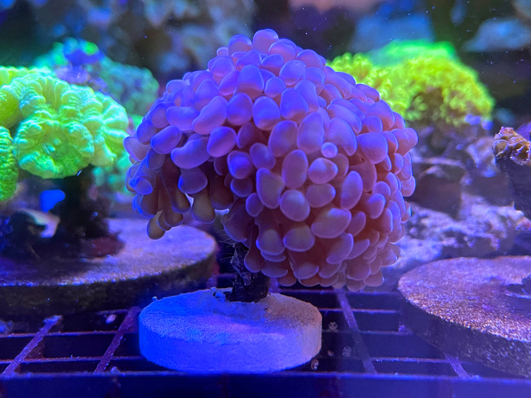 Golden Pearl Hammer Coral