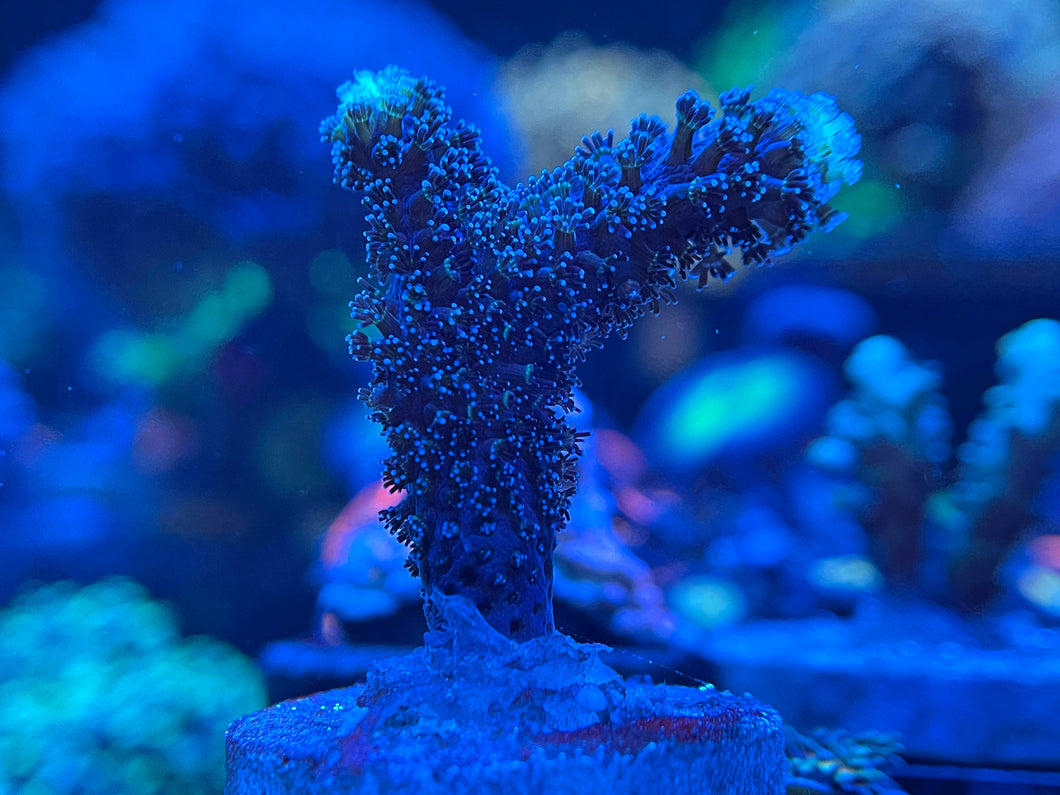 Purple Stylophora 1