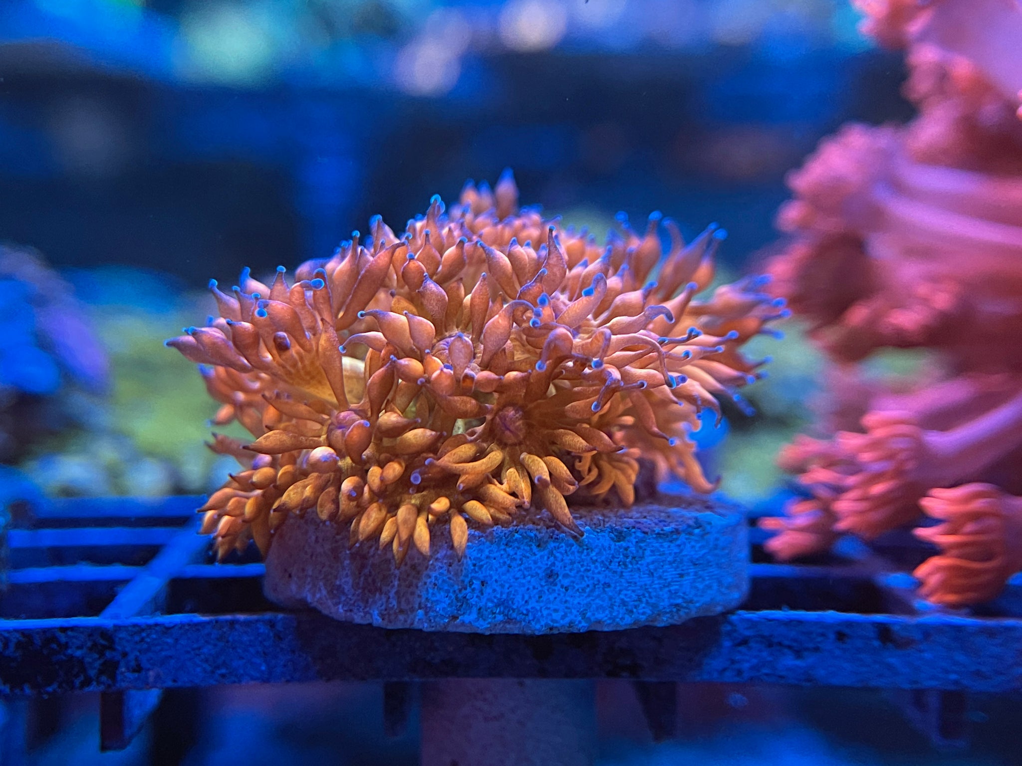 WYSIWYG LPS – Coral2you
