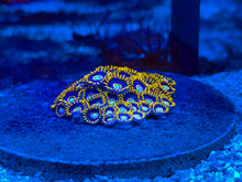 Load image into Gallery viewer, Blue Hornet Zoanthids

