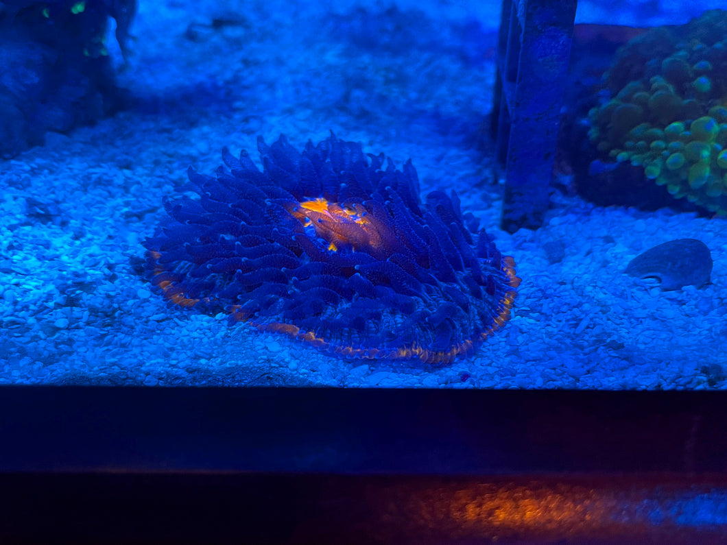 Volcano Erupting Plate  Coral