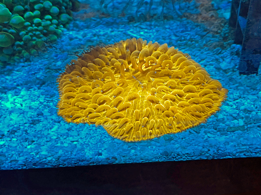 Orange Plate Coral