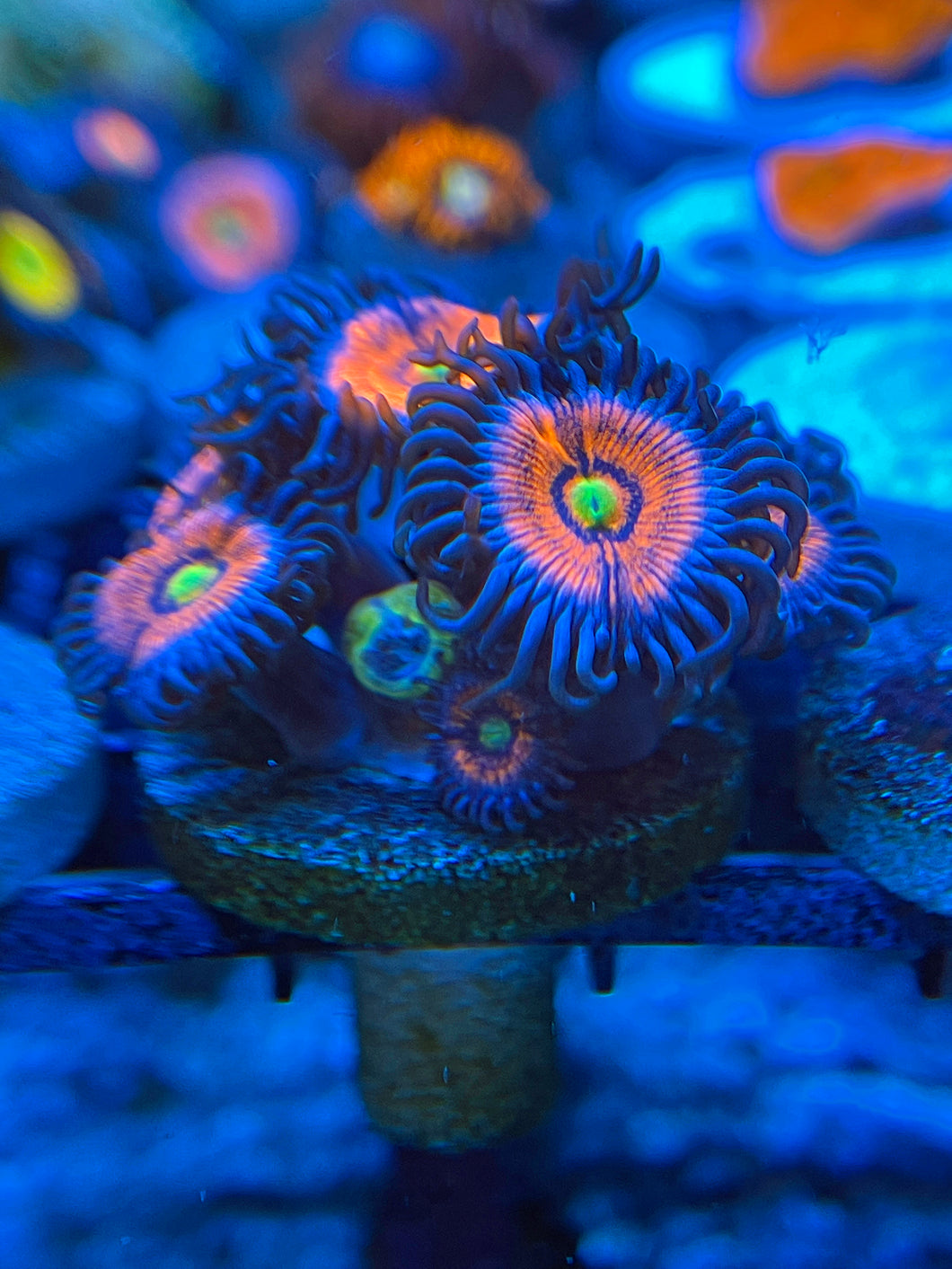 Lord Of The Ring Zoanthids Palythoa