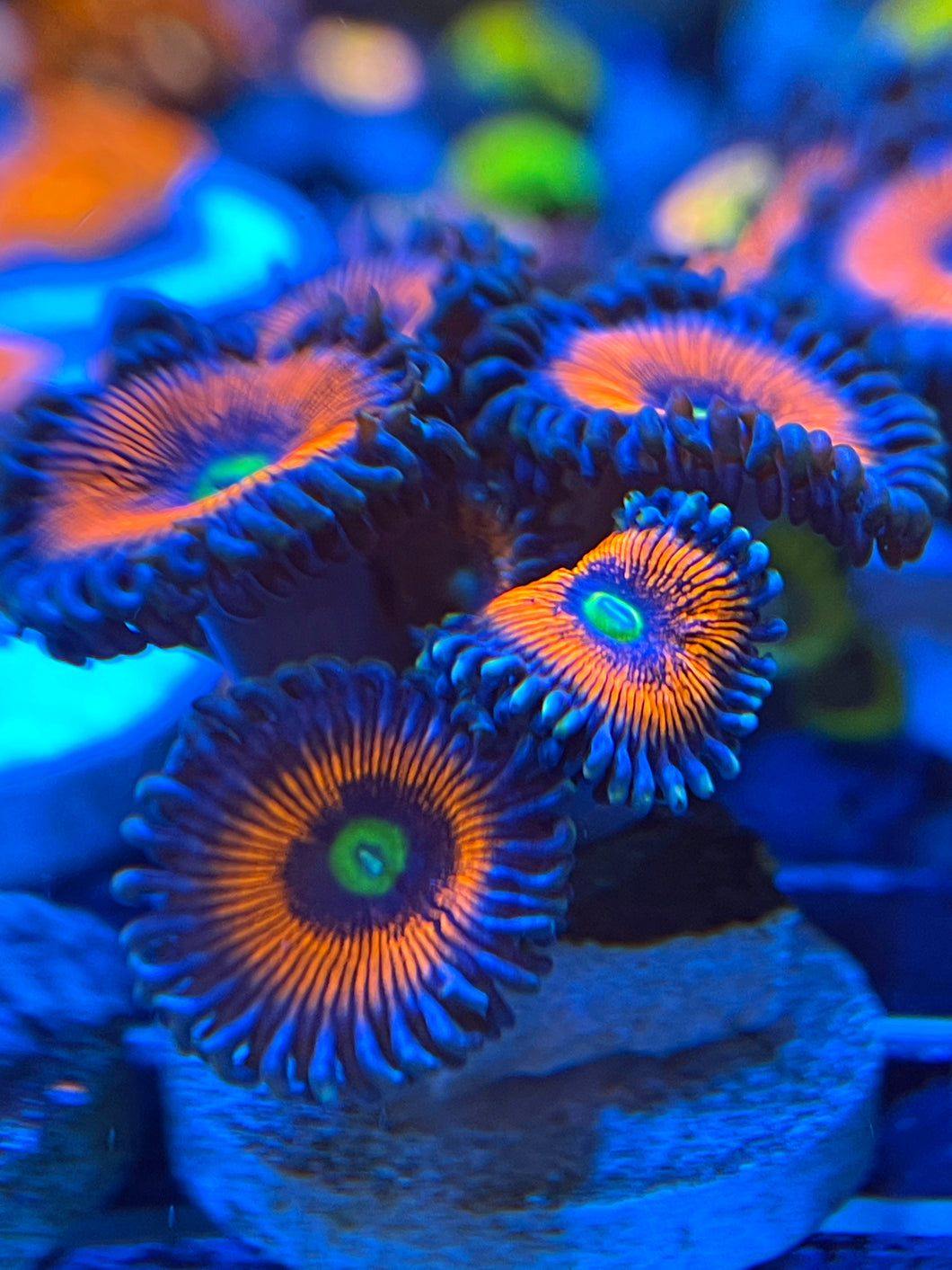 Everlasting Gobstoppers Zoanthids Palythoa